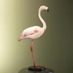 Rode Flamingo Taxidermie Opgezette Dieren By Max, Ophalen of Verzenden, Nieuw, Vogel, Opgezet dier