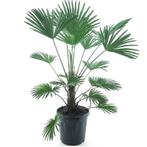 Winterharde palmboom | Trachycarpus wagn. Frosty | (-17°C), Tuin en Terras, Planten | Bomen, In pot, Halfschaduw, Zomer, Ophalen