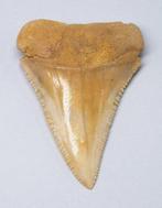 Haai - Fossiele tand - Carcharodon Carcharias