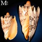 Cymbiola Imperialis – Volutidae - Verzamelaarsschelp -, Nieuw