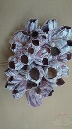 Barnacle zeepok schelp 20 cm per stuk, Ophalen of Verzenden, Nieuw