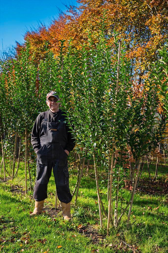 Groenblijvende Liguster, Tuin en Terras, Planten | Struiken en Hagen, Liguster, Haag, 100 tot 250 cm, Ophalen