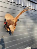 Fazant Taxidermie volledige montage - Phasianus colchicus -, Nieuw