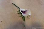 Corsage Maatwerk Calla Wit en Paars + Asparagus José, Ophalen of Verzenden, Nieuw