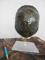 Rivierschildpad Pantser - Trachemys scripta - 20 cm - 17 cm, Verzamelen, Dierenverzamelingen, Nieuw