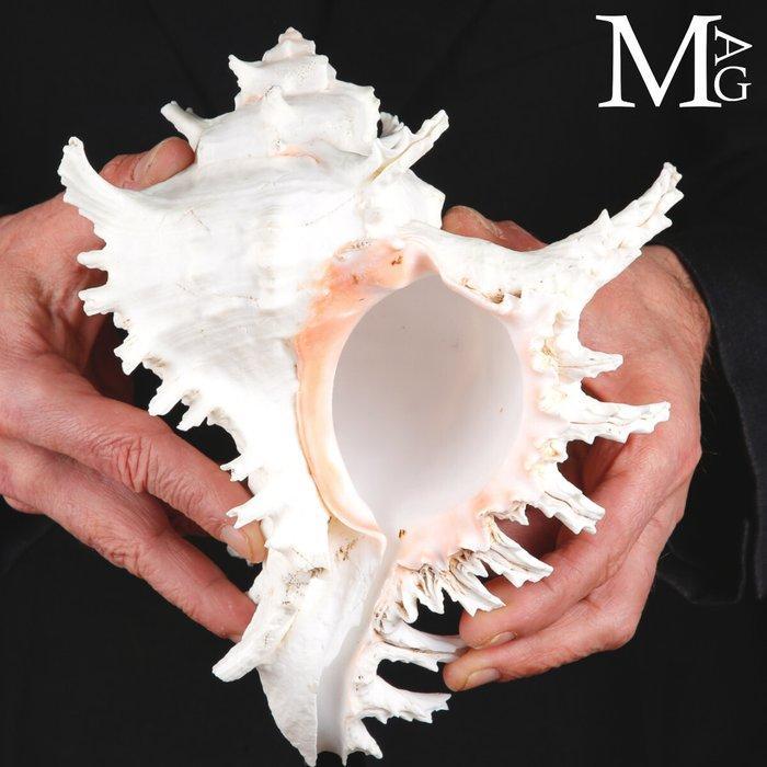 De meest iconische en herkenbare schelp uit de familie, Verzamelen, Dierenverzamelingen