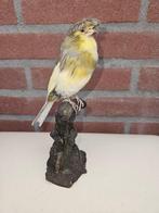 Kanarie Taxidermie volledige montage - serinus - 17 cm - 7, Verzamelen, Dierenverzamelingen, Nieuw