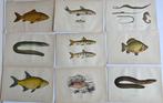 Couch, Jonathan. - Set of 20 Antique Prints - from A