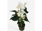 Flamingoplant - Anthurium Alaska White P17, Huis en Inrichting, Kamerplanten, Verzenden