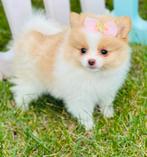 Mini pomeranian pomeriaan teefjes raszuiver hier geboren, Dieren en Toebehoren, Parvo, Keeshond, 8 tot 15 weken, Teef