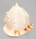 ***Verzamelobject van topklasse*** GROOTE helm-schnecke, Verzamelen, Nieuw