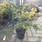 Ilex crenata Golden Gem japanse hulst, Tuin en Terras, Ophalen