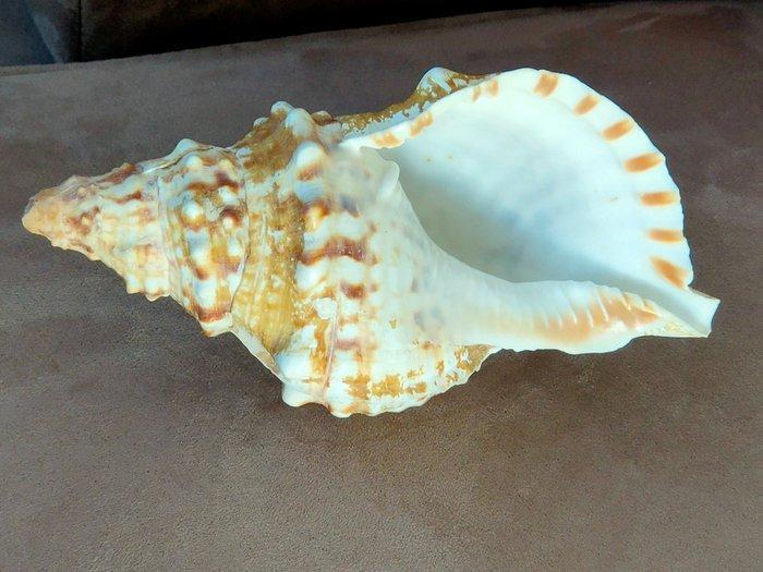 Zeeslak Zeeschelp - Caronia variegata (Zonder Minimumprijs), Antiek en Kunst, Curiosa en Brocante