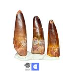 Set van 3 mooi bewaarde Spinosaurus-dinosaurustanden -
