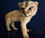 Afrikaanse leeuwenwelp - Taxidermie volledige montage -, Verzamelen, Dierenverzamelingen, Nieuw