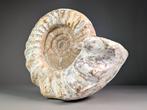 Krijt ammoniet - Gefossiliseerde schelp - Perisphinctes sp., Verzamelen, Mineralen en Fossielen