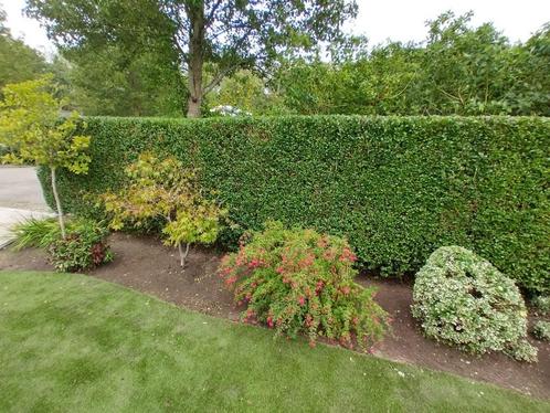 Tuin winter klaar maken, Hovenierbedrijf Tuinenkapper, Diensten en Vakmensen, Tuinmannen en Stratenmakers, Tuinonderhoud of Snoeiwerk