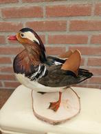 Mandarijneend Taxidermie volledige montage - Aix, Verzamelen, Dierenverzamelingen, Nieuw