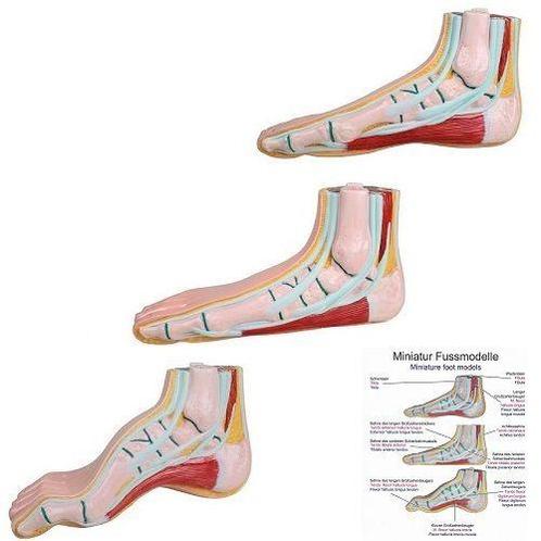 Anatomie model voet mini (normale voet, platvoet en holv..., Sport en Fitness, Massageproducten