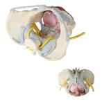 Anatomie model bekken, bekkenbodemspieren, ligamenten en ..., Verzenden, Nieuw