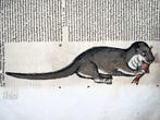 Conrad Gesner [Konrad Gessner] 1516-1565: Fish: Lyre Goby;, Antiek en Kunst