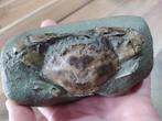 Gefossiliseerd dier - Portunus sp., Verzamelen