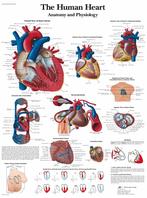 Anatomie poster hart (gelamineerd, 50x67 cm), Nieuw, Verzenden
