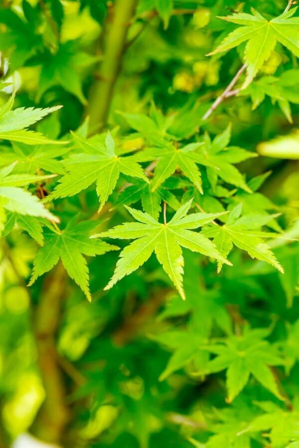 Acer palmatum hoogstam 16/18, Tuin en Terras, Planten | Tuinplanten