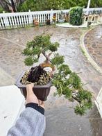 Bonsai van Juniper Itoigawa - Verzamelstuk - Hoogte (boom):