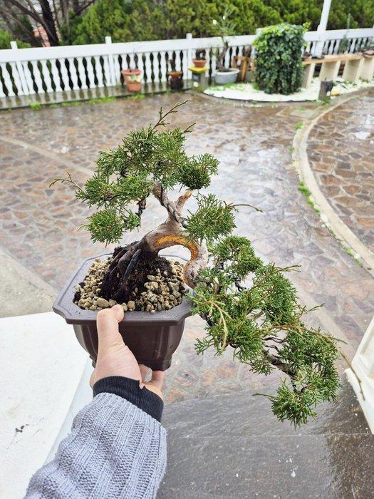 Bonsai van Juniper Itoigawa - Verzamelstuk - Hoogte (boom):, Antiek en Kunst, Curiosa en Brocante