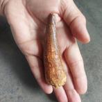 Dinosaurus - Fossiele tand - Spinosaurus aegyptiacus - 125