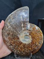 Very large polished Ammonite Aioloceras sp. Beautiful