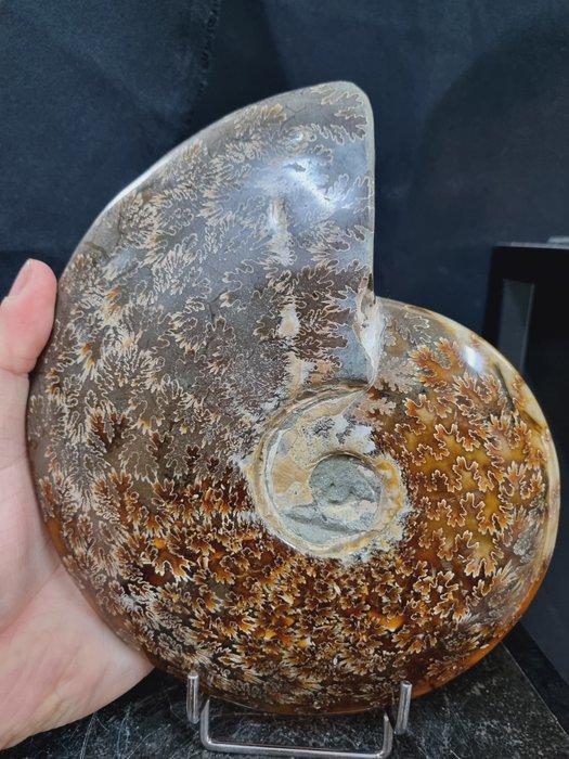 Very large polished Ammonite Aioloceras sp. Beautiful, Verzamelen, Mineralen en Fossielen
