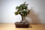 eleagnus pungens - Hoogte (boom): 45 cm - Diepte (boom): 40