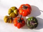 Solanum Aethiopicum =wilde vorm=sier Solanum Aethiop, Ophalen of Verzenden, Nieuw