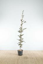 Fagus sylvatica Atropunicea beveerd 14/16