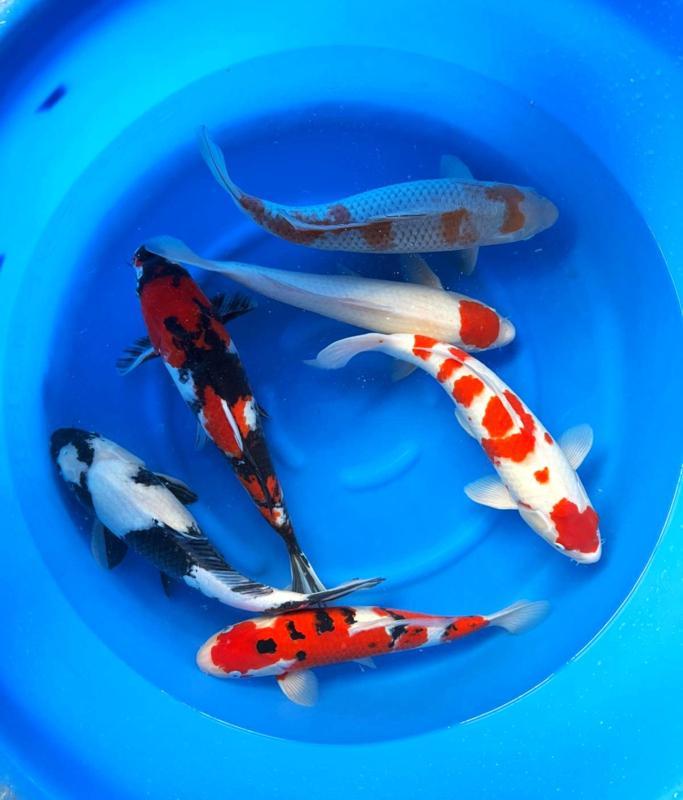 Hirasawa Marusei 45-55cm (Japanse Koi), Dieren en Toebehoren, Vissen | Vijvervissen, Karper of Koi