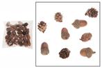 Mix eikeltjes 3*1, 5 cm.omorica cones 2, 5*2 cm. kleinverp, Nieuw, Ophalen of Verzenden