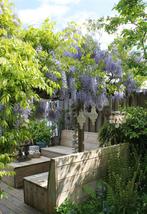 Wisteria sinensis Caroline - Paarse Regen - Ø15cm - 65cm, Verzenden, Nieuw
