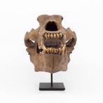 Holenbeer - Fossiele schedel - Ursus spelaeus - 50 cm - 26