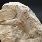 Haai - Fossiele tand - Otodus obliquus (Zonder minimumprijs)