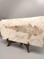 Speciaal vis - Gefossiliseerd dier - Protopsephurus liui -