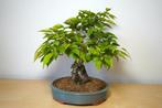 Pyrus - Hoogte (boom): 25 cm - Diepte (boom): 23 cm - Japan, Antiek en Kunst, Curiosa en Brocante