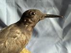 Zwartstern Taxidermie volledige montage - Chlidonias niger, Nieuw