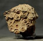 Uitstekend fossiel koraal - Gefossiliseerd dier -, Verzamelen, Mineralen en Fossielen