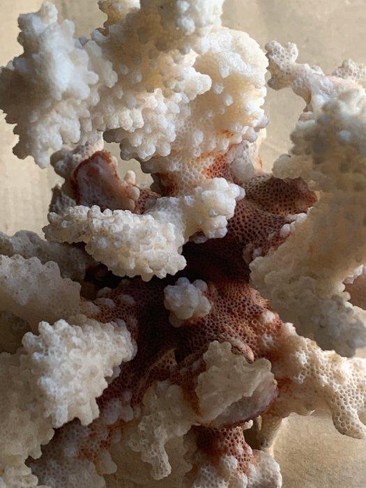 wit koraal Koraal - Acropora Bianco, Antiek en Kunst, Curiosa en Brocante