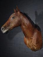 Horse shouldermount Schedel - Equus caballus - 95 cm - 100, Nieuw