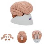 Anatomie model hersenen, 8-delig, Nieuw, Verzenden