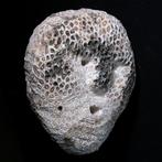 Fossiele koraalmasker - Timor - Atoni - Indonesië (Zonder, Antiek en Kunst, Kunst | Niet-Westerse kunst