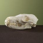 Vos Schedel Taxidermie Opgezette Dieren By Max, Verzamelen, Ophalen of Verzenden, Nieuw, Wild dier, Opgezet dier